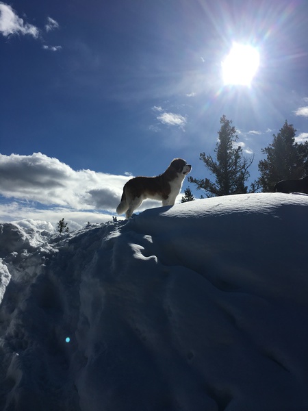 Entry image for Boone. Clicking this image will show a larger photo