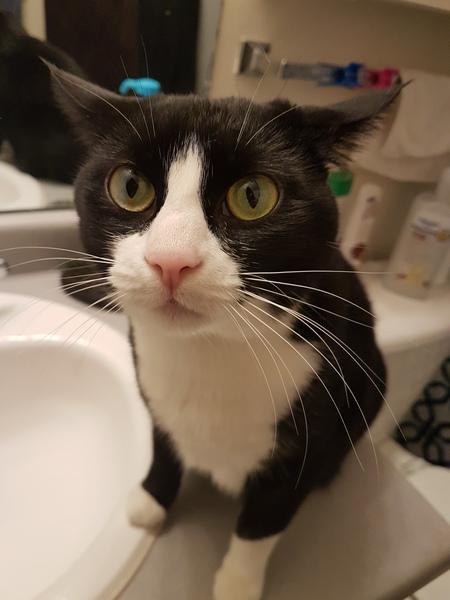 Entry image for Bella. Clicking this image will show a larger photo