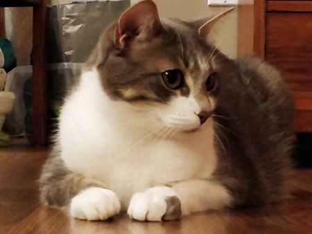 Entry image for Charlie . Clicking this image will show a larger photo