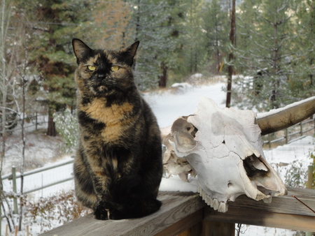 Entry image for Emma. Clicking this image will show a larger photo