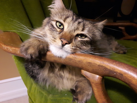 Entry image for Harley. Clicking this image will show a larger photo