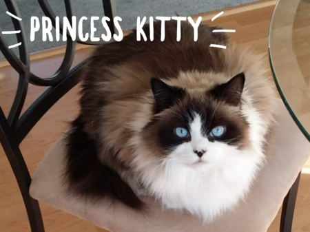 Entry image for Princess Kitty. Clicking this image will show a larger photo
