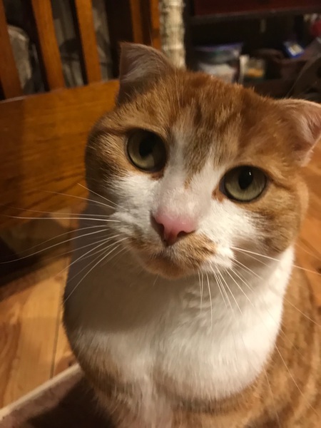 Entry image for OB  for Orange Boy. Clicking this image will show a larger photo