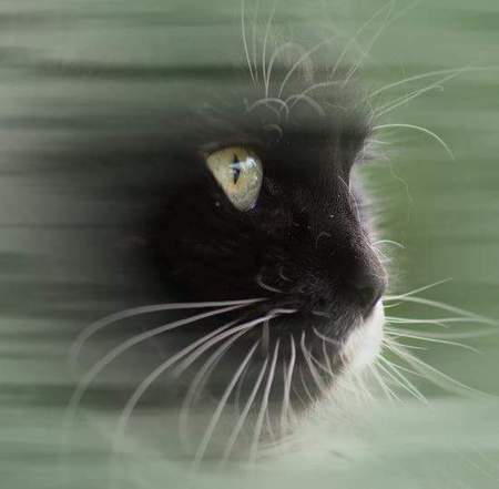 Entry image for Princess. Clicking this image will show a larger photo