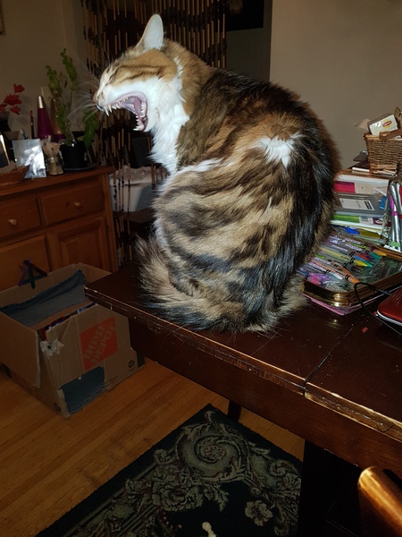 Entry image for Richard Parker . Clicking this image will show a larger photo