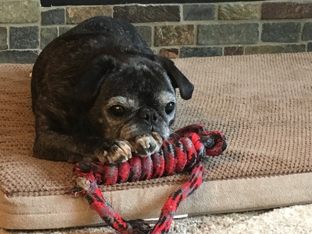 Entry image for Molly. Clicking this image will show a larger photo