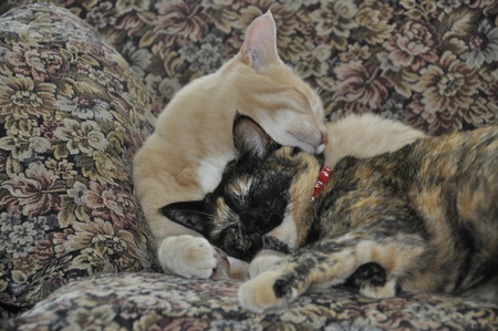 Entry image for Cleo and Dylan. Clicking this image will show a larger photo