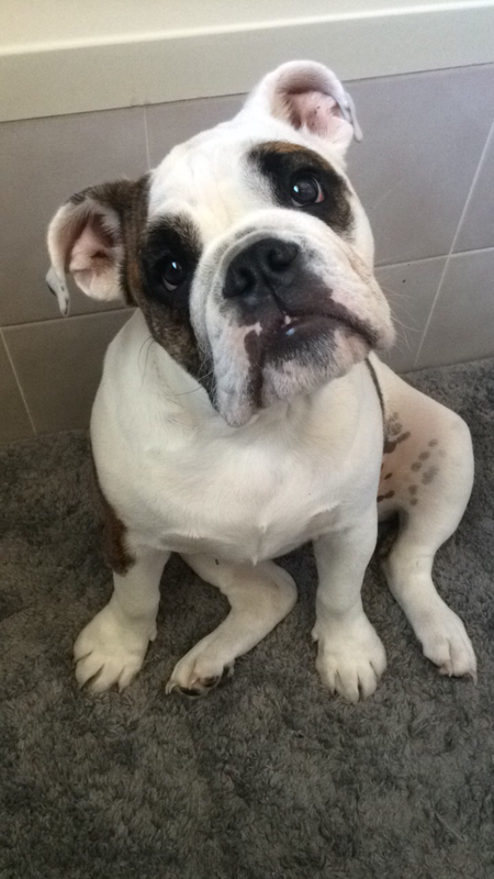 Entry image for Harlow. Clicking this image will show a larger photo