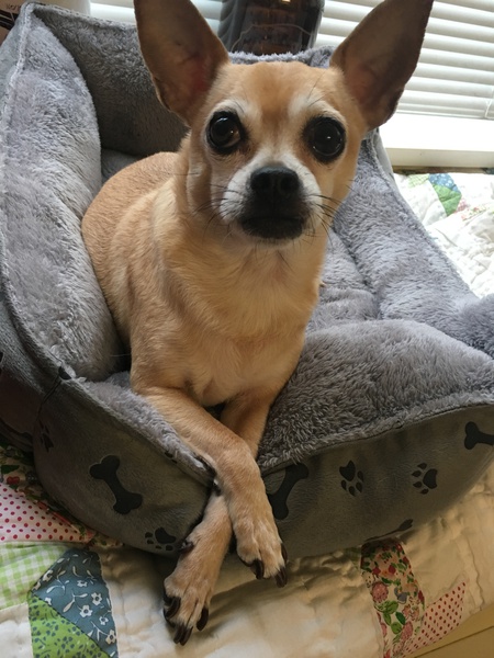 Entry image for Monty. Clicking this image will show a larger photo