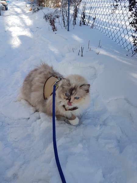 Entry image for Pebbles . Clicking this image will show a larger photo