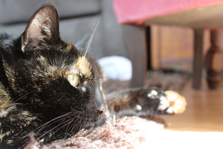 Entry image for Kitty. Clicking this image will show a larger photo