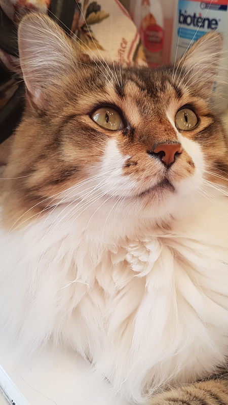 Entry image for Richard Parker . Clicking this image will show a larger photo