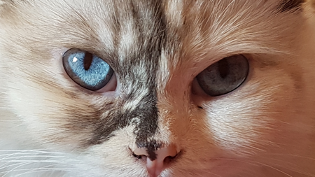 Entry image for Pebbles . Clicking this image will show a larger photo