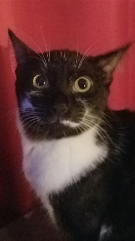 Entry image for Henry . Clicking this image will show a larger photo