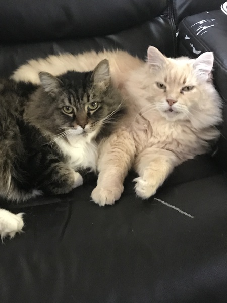 Entry image for Mittens and Butter. Clicking this image will show a larger photo