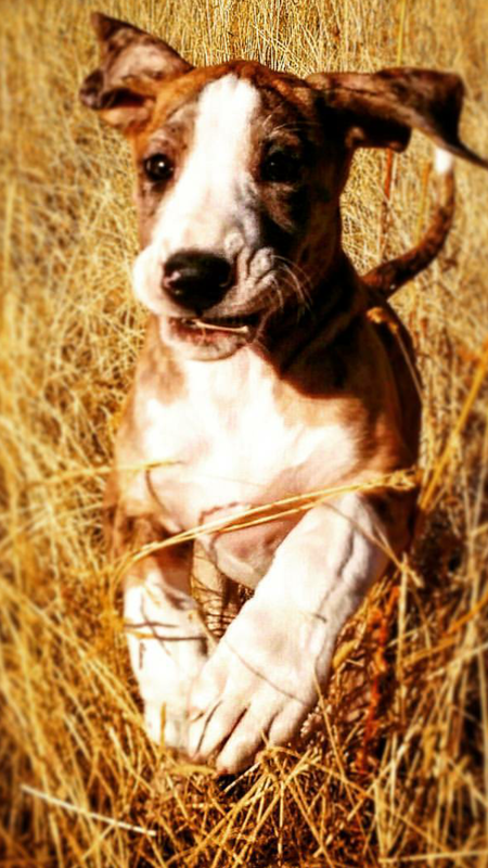 Entry image for Mya Littlepony Goesthud. Clicking this image will show a larger photo