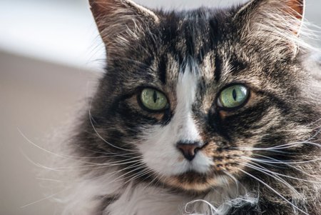 Entry image for Gus. Clicking this image will show a larger photo