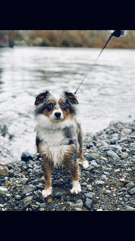 Entry image for Mischka . Clicking this image will show a larger photo