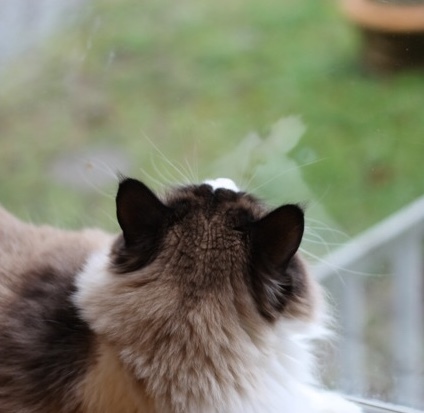 Entry image for Snoopy. Clicking this image will show a larger photo