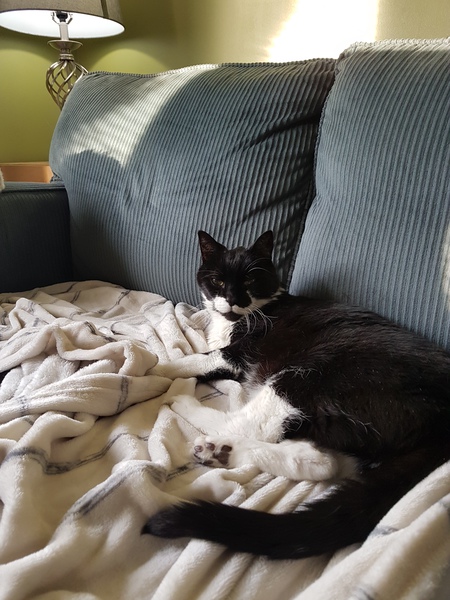 Entry image for Zeus. Clicking this image will show a larger photo