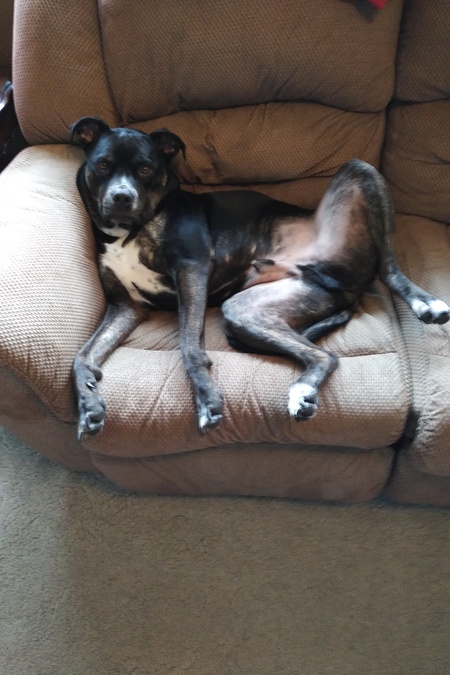 Entry image for Loki. Clicking this image will show a larger photo