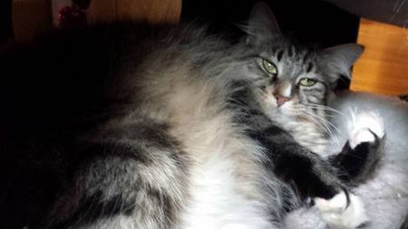 Entry image for Maddie. Clicking this image will show a larger photo