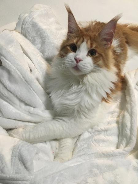 Entry image for Albus Dumbledore . Clicking this image will show a larger photo