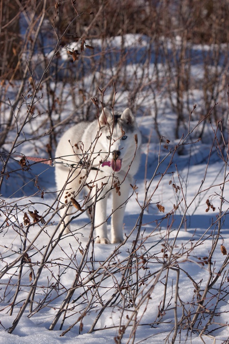 Entry image for Keeda. Clicking this image will show a larger photo