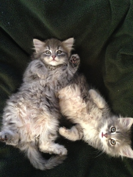 Entry image for Dezi and Lucy. Clicking this image will show a larger photo