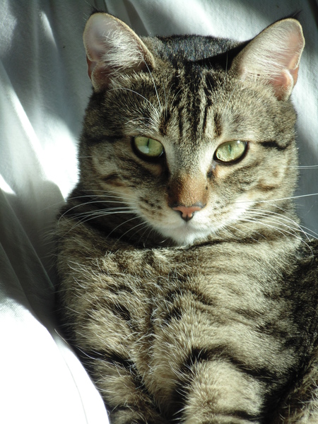 Entry image for Tiggy. Clicking this image will show a larger photo