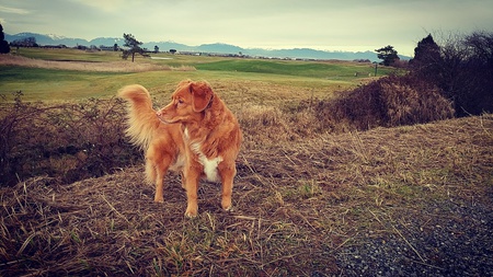 Entry image for Tipper. Clicking this image will show a larger photo