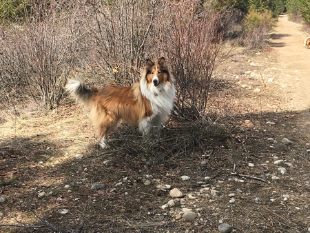 Entry image for Shiloh. Clicking this image will show a larger photo