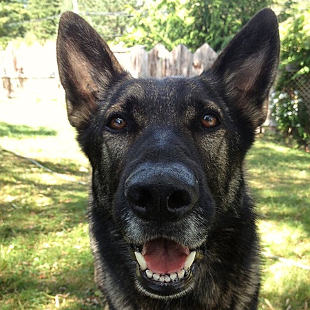 Entry image for Xander. Clicking this image will show a larger photo