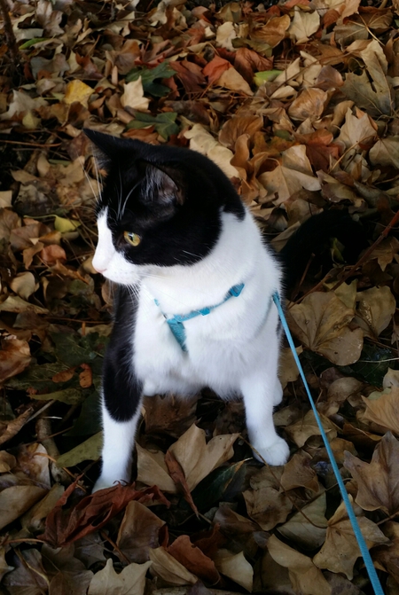 Entry image for Alexander. Clicking this image will show a larger photo