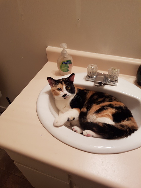 Entry image for Cleo. Clicking this image will show a larger photo