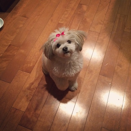 Entry image for Minnie. Clicking this image will show a larger photo