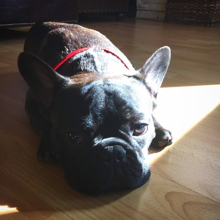 Entry image for Broccoli. Clicking this image will show a larger photo