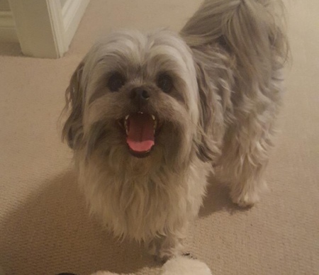 Entry image for Charlie . Clicking this image will show a larger photo