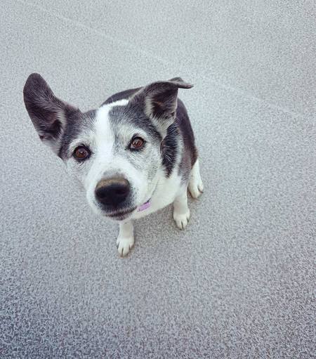 Entry image for Pepsi. Clicking this image will show a larger photo