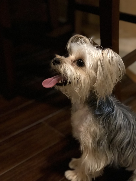 Entry image for Kylo. Clicking this image will show a larger photo