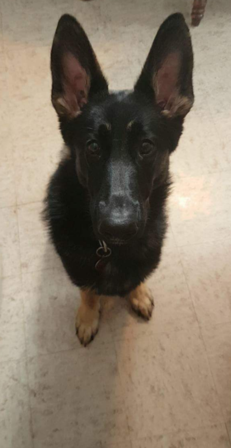 Entry image for Abby. Clicking this image will show a larger photo