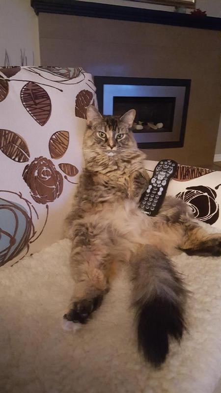 Entry image for Roxie. Clicking this image will show a larger photo