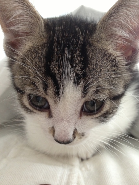 Entry image for Sargeant. Clicking this image will show a larger photo