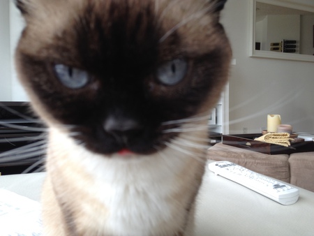 Entry image for Sugarpie. Clicking this image will show a larger photo