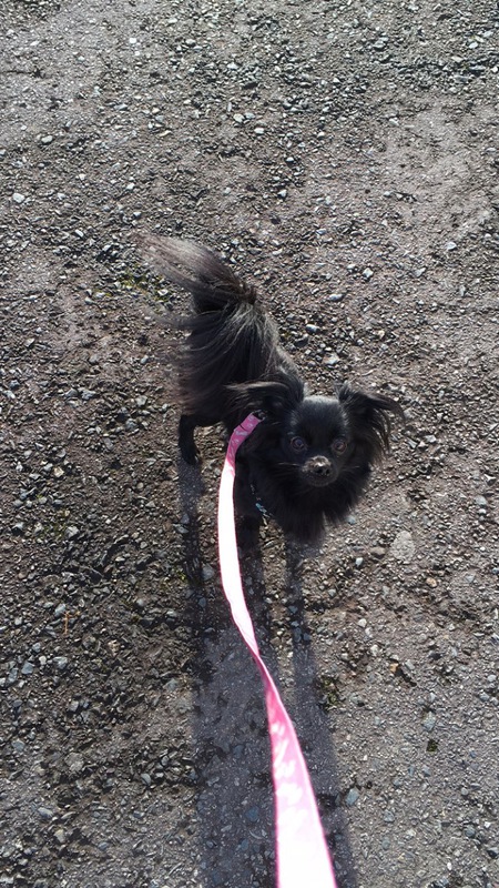 Entry image for Bella. Clicking this image will show a larger photo