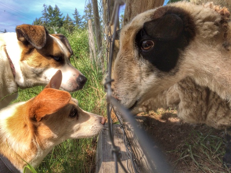 Entry image for Bruno & Laylee. Clicking this image will show a larger photo