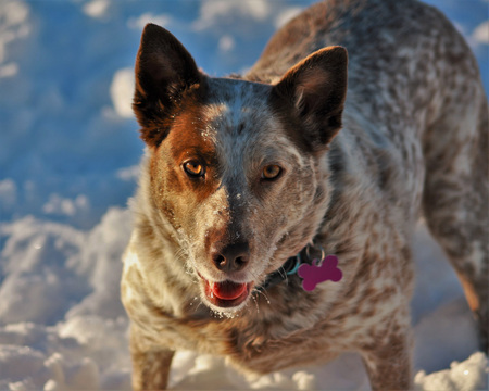 Entry image for Ginger. Clicking this image will show a larger photo