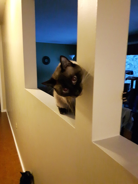 Entry image for Tyreal. Clicking this image will show a larger photo