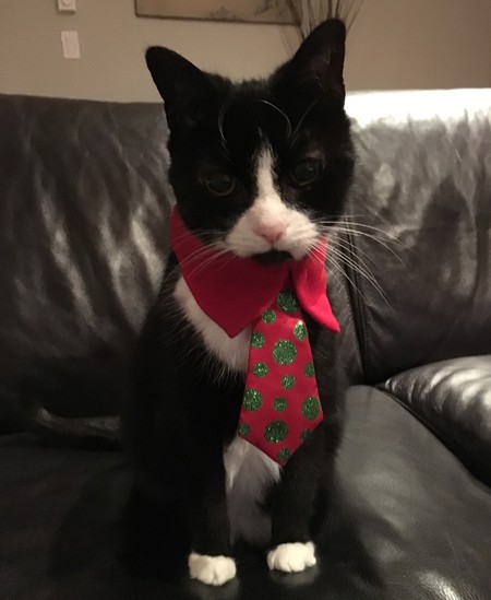 Entry image for Chloe. Clicking this image will show a larger photo