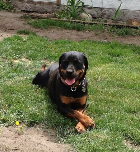 Entry image for Kahlua. Clicking this image will show a larger photo